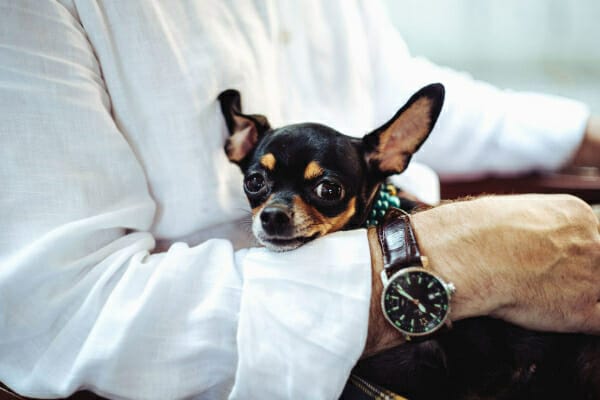 Chihuahua being held in his owners arms, photo