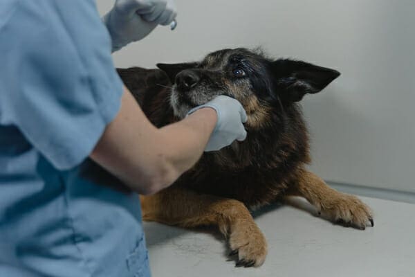 Senior German Shepherd on the exam table with a Vet, photo