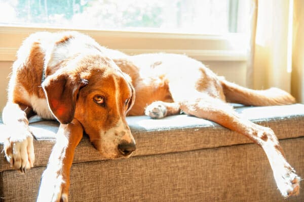 Hound dog mix laying down on a window seat in the sun, photo