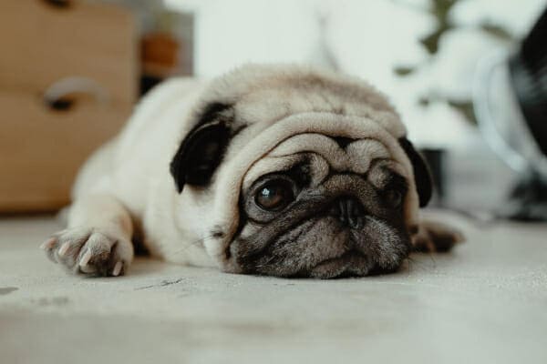 Pug laying down on the floor at home, photo