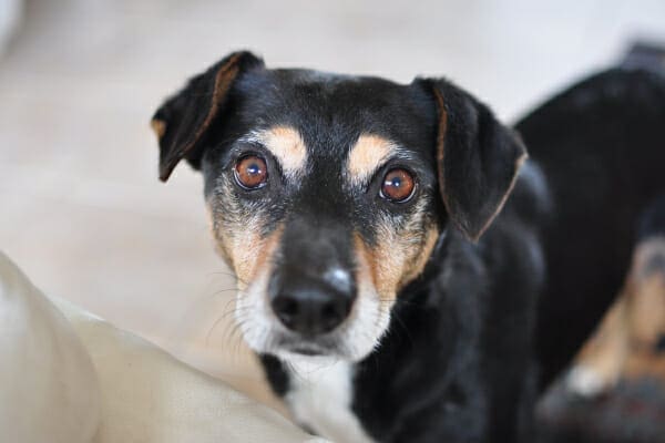 Small shepherd mix looking up, photo