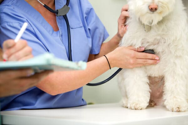 Small white dog being examined by an emergency vet, photo
