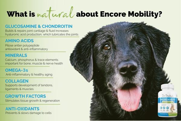 Encore Mobility hip and joint supplement for dogs and list of benefits and ingredients