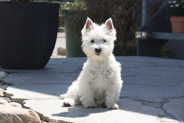 West Highland White Terrier dog, a breed at increased risk for GME, sitting on patio.