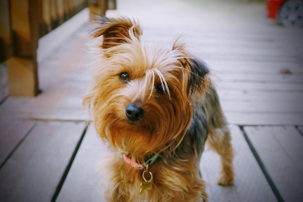 Yorkshire Terrier dog standing on the deck with head tilted. This is a breed of dog that gets GME more commonly.