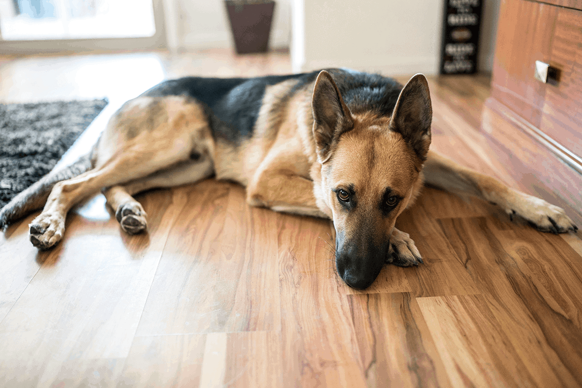 Canine hip dysplasia is more common in large breed dogs such as this German shepherd dog