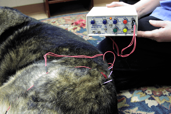 German Shepherd dog receiving electroacupuncture as one treatment for hip dysplasia in dogs