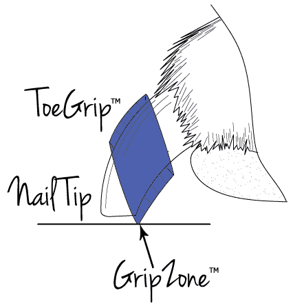 illustration of dog toenail wearing a ToeGrip non-slip grip and showing how it should sit on the dog's nail and touch the floor