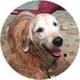 Happy retriever dog able to navigate hardwood floors wearing ToeGrips