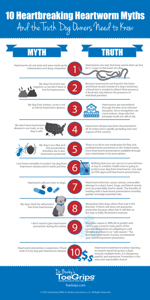 Infographic of 10 Heartbreaking Heartworm Myths