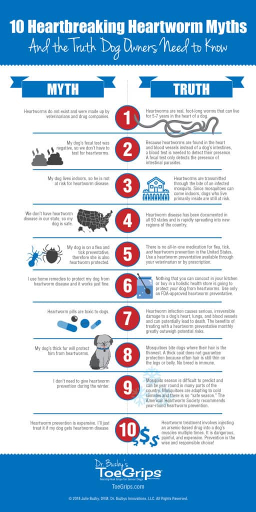 Infographic titled 10 Heartbreaking Heartworm Myths and the truths you need to know. Myths include home remedies, indoor dogs, and heartworm prevention in the winter