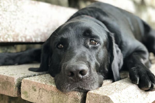 Black Labrador Retriever dog lying down acting lethargic, which is one of several symptoms of IBD in dogs