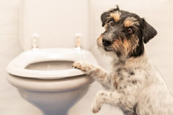 Terrier mix standing on hind legs with a front paw on the toilet seat