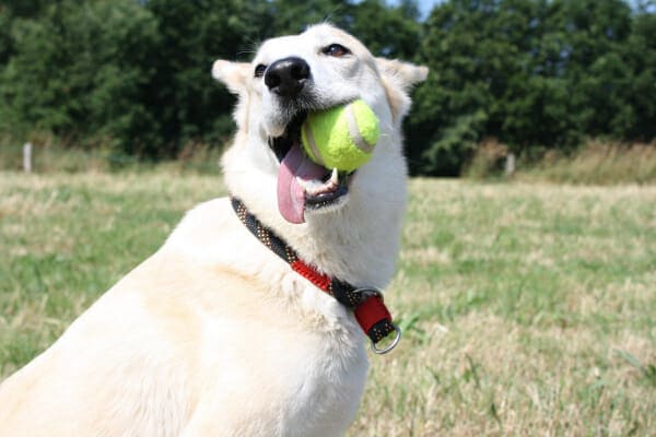 Shepherd mix chewing on a tennis ball in a field