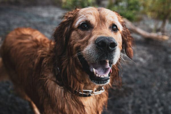 Golden Retriever, wet from just swimming, panting happily, photo