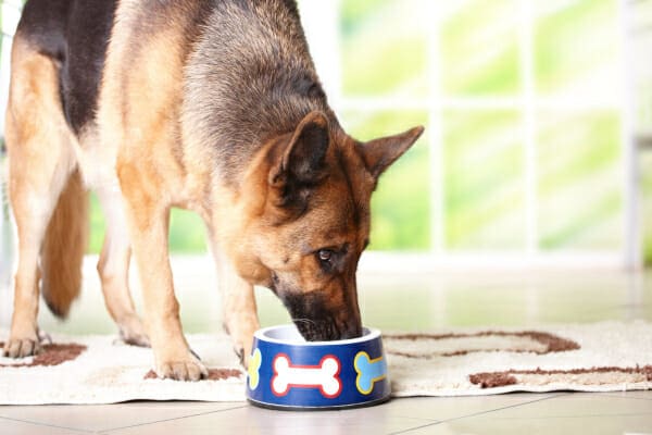 German Shepherd eating special food for his IBD out of a dog bowl