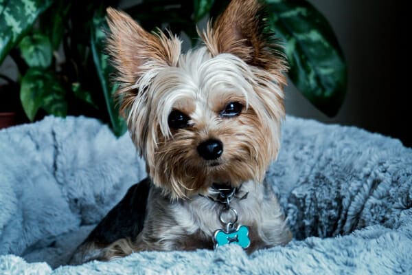 Senior Yorkshire Terrier, as an example of a small breed more likely to get IBD in dogs