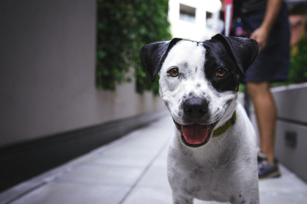 Black and white Terrier mix on a walk with his owner.