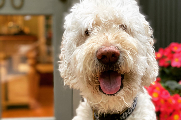 Fletcher, a Goldendoodle who was diagnosed with ITP in dogs, smiling at the camera.