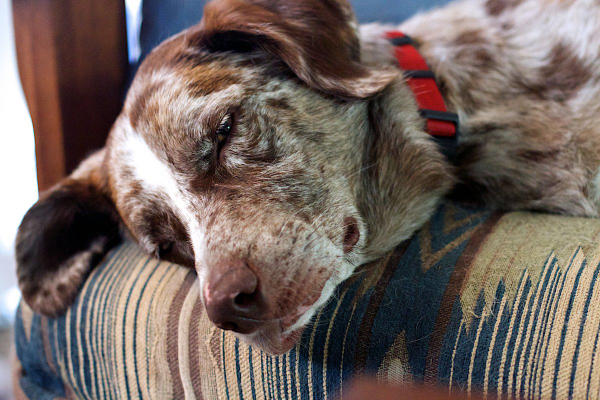 Catahoula mix dog lying down sleeping on the couch.