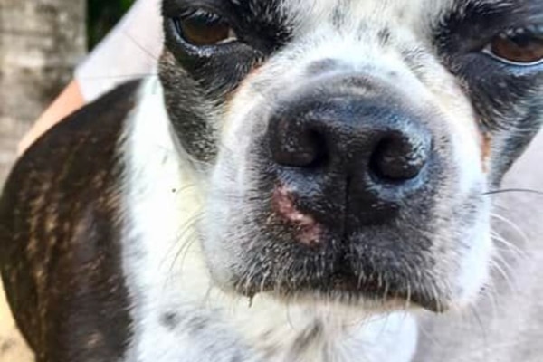 Pink, hairless area (mast cell tumor) on the upper lip of a Boston Terrier dog.