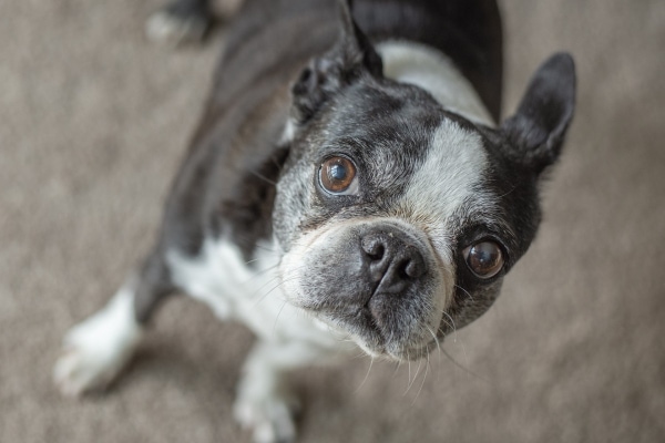 Close-up of the face of a senior Boston Terrier dog, one breed which may have a predisposition to developing mast cell tumors in dogs.