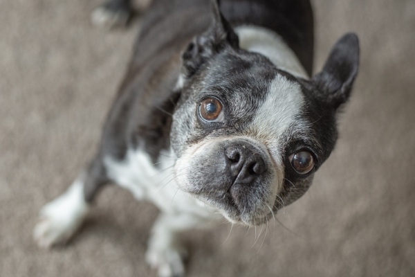 Are French Bulldogs Aggressive? Expose the Truth and Bust the Myths