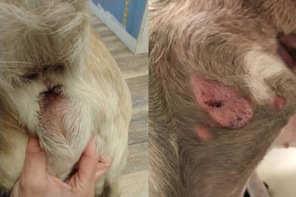 2 side-by-side pictures dog MCTs. The first picture shows a mast cell tumor under the skin near the dog's anus and another picture of a mast cell tumor in a dog. The mast cell tumor is a pink, hairless area on the side of the dog's leg.