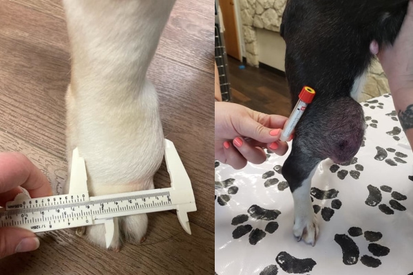 Two pictures of large mast cell tumors on two different dogs legs
