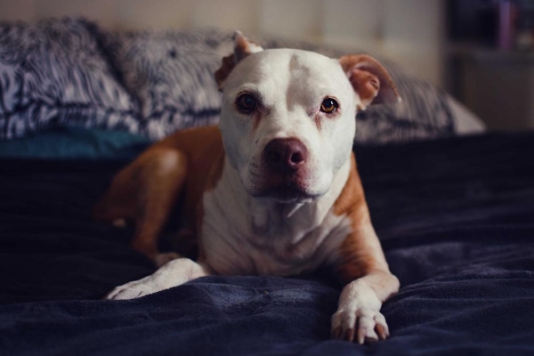 Pit Bull Terrier lying down on her owner's bed