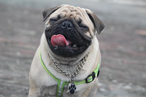 Pug with a happy expression.