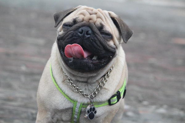 https://toegrips.com/wp-content/uploads/MCT-pug-pb.jpg