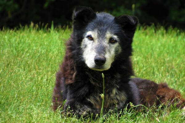 Senior black dog with osteoarthritis lying in a grassy field