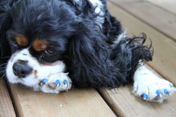 Cavalier King Charles Spaniel that suffers from osteoarthritis lying on a deck, wearing blue toe grips to aid walking on slippery floors