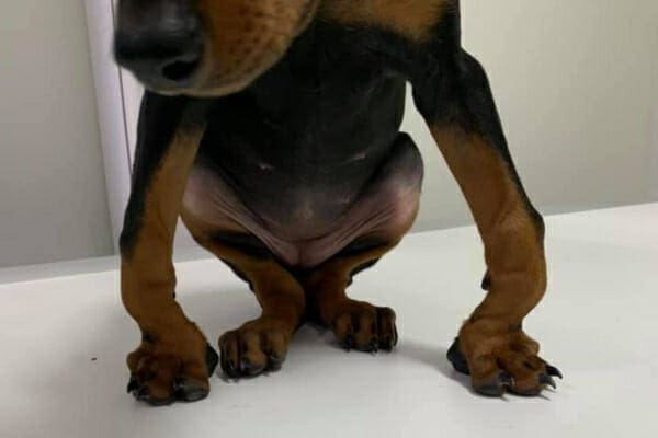 Doberman puppy with severe carpal deformities that will lead to osteoarthritis in dogs