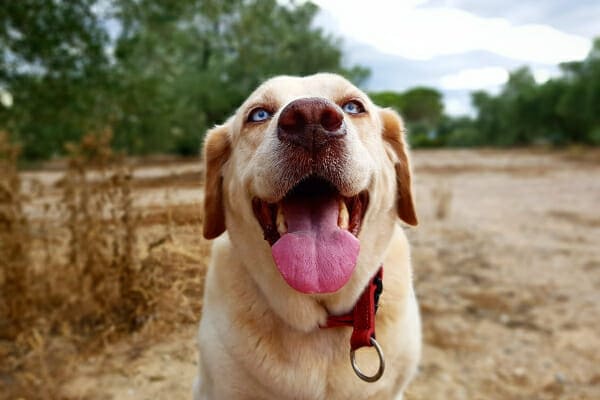 Yellow Lab panting while in a wooded trail, photo