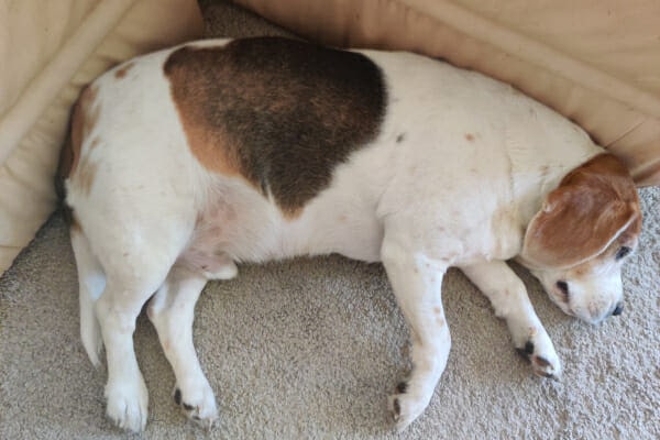 Overweight Beagle with osteoarthritis lying on the carpet