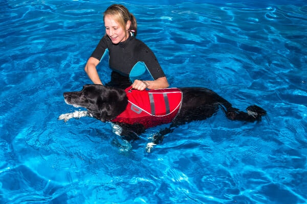 Dog wearing a life vest while being helped to swim in an indoor pool to help manage osteoarthritis in dogs