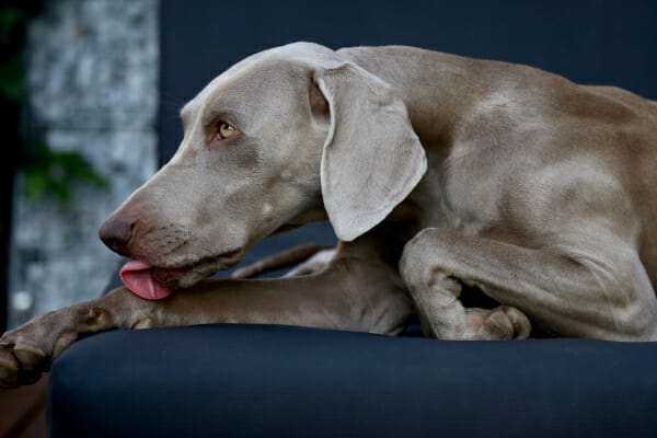 Weimaraner lying on a blue couch licking carpal joint, as an example of a sign of osteoarthritis, photo
