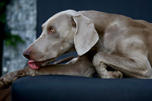 Weimaraner lying on a blue couch licking carpal joint, as an example of a sign of osteoarthritis in dogs