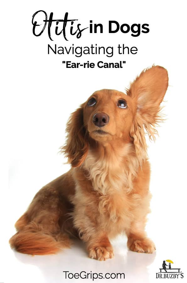 dog with long ears and one ear is perked up with title otitis in dogs navigating the "ear-rie canal"