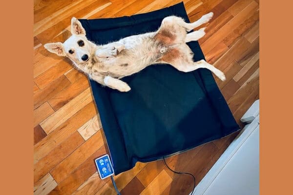 Heeler mix lying down on a PEMF mat for PEMF therapy, photo