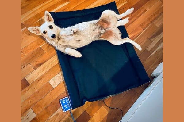 Bio-Pulse Dog or Cat PEMF Nylon Therapy Mat