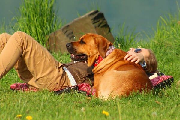 Mastiff mix lays in the grass next to his owner, photo