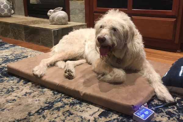 Doodle laying on a PEMF bed for natural pain relief.