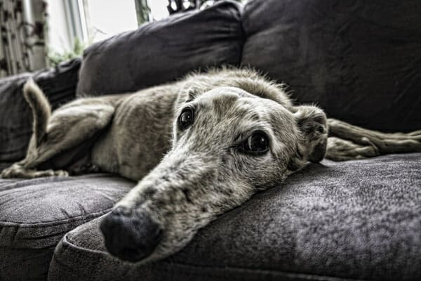A Greyhound lays quietly on the couch, photo