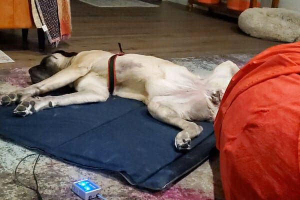 Mastiff dog comfortably lying down on a PEMF mat for PEMF therapy, photo