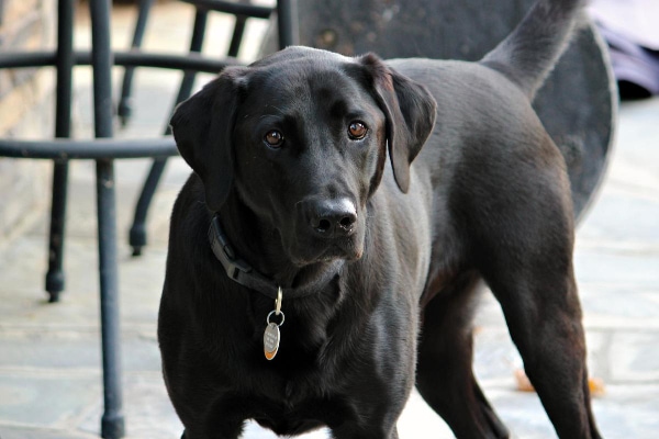 Black Lab outside on the patio.