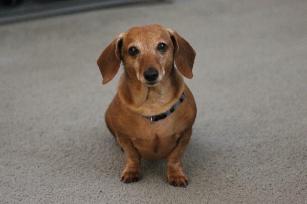 Dachshund sitting on the carpet.