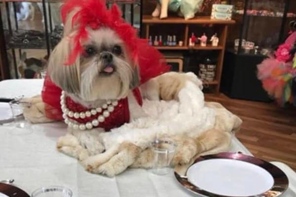 shih tzu dog with pearls at thanksgiving, photo